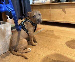 Bullypit Dogs for adoption in Oakhurst, NJ, USA