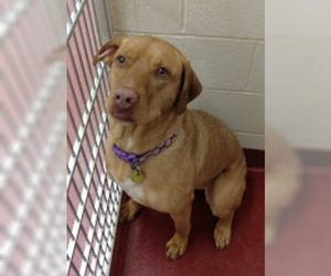 Labmaraner Dogs for adoption in Waynesboro, PA, USA