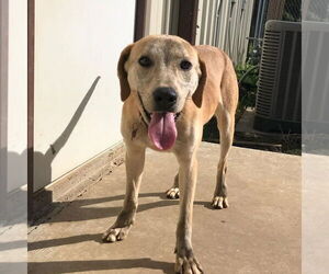 Labmaraner Dogs for adoption in Bristol, CT, USA