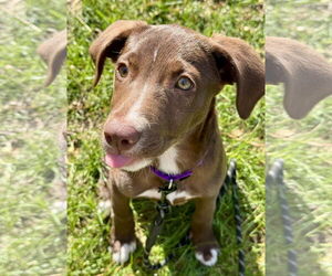 Labrador Retriever-Unknown Mix Dogs for adoption in Rockaway, NJ, USA