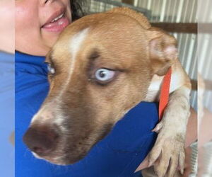 German Shepherd Dog-Unknown Mix Dogs for adoption in Houston, TX, USA