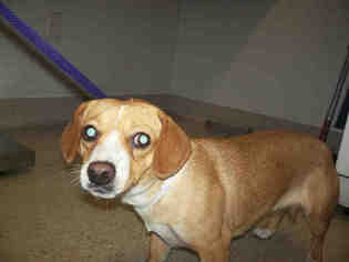 Beagle Dogs for adoption in Bakersfield, CA, USA