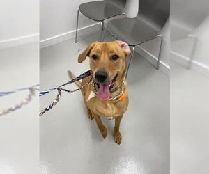 Labrador Retriever-Unknown Mix Dogs for adoption in Westwood, NJ, USA