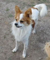 Papillon Dogs for adoption in Pipe Creek, TX, USA