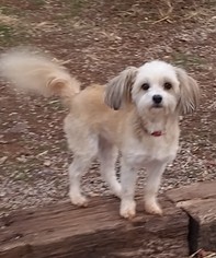 Coton Tzu Dogs for adoption in Edmond, OK, USA