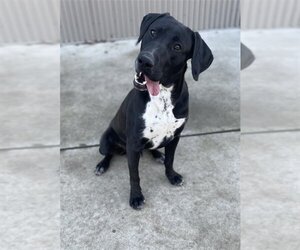 Labrador Retriever-Unknown Mix Dogs for adoption in Sacramento, CA, USA