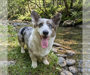 Mutt Dogs for adoption in Vail, AZ, USA