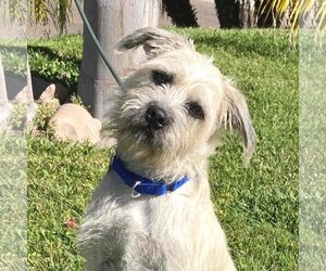 Border Terrier-Miniature Schnauzer Mix Dogs for adoption in Oceanside, CA, USA