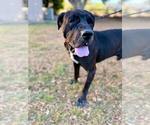 Mastiff Dogs for adoption in Goodyear, AZ, USA