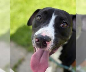 American Pit Bull Terrier-Unknown Mix Dogs for adoption in Tulsa, OK, USA