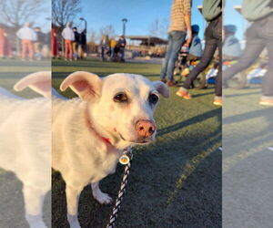 Mutt Dogs for adoption in Candler, NC, USA