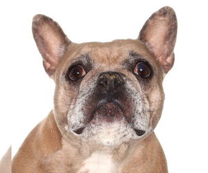 French Bulldog-Unknown Mix Dogs for adoption in Oakland Park, FL, USA