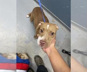 American Staffordshire Terrier-Unknown Mix Dogs for adoption in Tallahassee, FL, USA