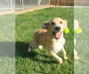 Border Collie-Retriever  Mix Dogs for adoption in Grafton, WI, USA
