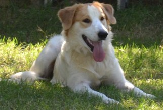 Small Brittany-Great Pyrenees Mix