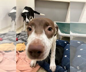 Border Collie Dogs for adoption in Fremont, CA, USA