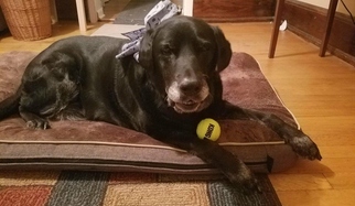 Labrador Retriever-Unknown Mix Dogs for adoption in Royal Oak, MI, USA