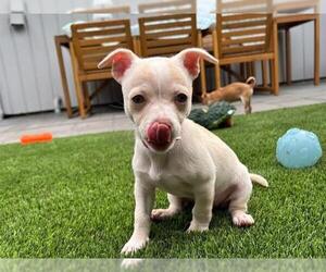 Chihuahua Dogs for adoption in Redwood City, CA, USA