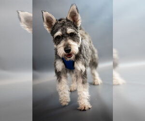 Dachshund-Unknown Mix Dogs for adoption in Princeton, MN, USA