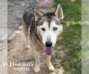 Siberian Husky-Unknown Mix Dogs for adoption in Conroe, TX, USA
