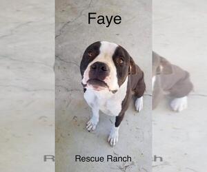 American Staffordshire Terrier Dogs for adoption in Yreka, CA, USA