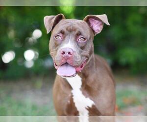 Staffordshire Bull Terrier-Unknown Mix Dogs for adoption in Tavares, FL, USA