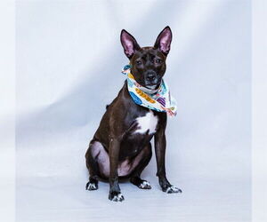 Mutt Dogs for adoption in Sanford, FL, USA