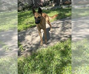 Mutt Dogs for adoption in Rosenberg, TX, USA