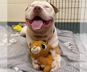 American Pit Bull Terrier Dogs for adoption in Boston, MA, USA