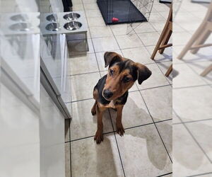 Mutt Dogs for adoption in Calgary, Alberta, Canada