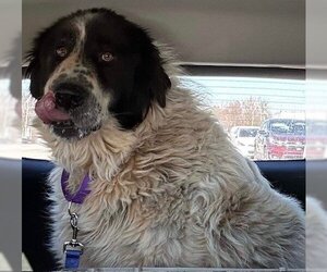 Great Pyrenees Dogs for adoption in Newfoundland, PA, USA