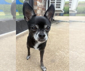 Chihuahua Dogs for adoption in Vail, AZ, USA