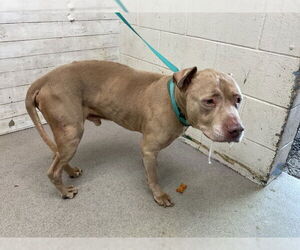 American Pit Bull Terrier Dogs for adoption in San Bernardino, CA, USA