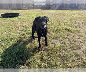 Labrador Retriever Dogs for adoption in Corpus Christi, TX, USA
