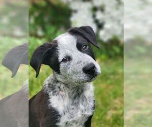 Staffordshire Bull Terrier-Unknown Mix Dogs for adoption in Garden City, NY, USA