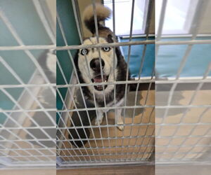 Siberian Husky Dogs for adoption in Texas City, TX, USA
