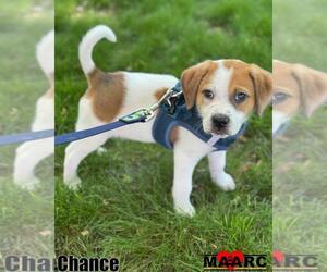 Mutt Dogs for adoption in Maryville, TN, USA