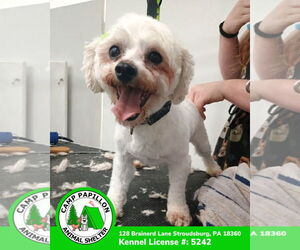 Bichon Frise Dogs for adoption in Stroudsburg, PA, USA