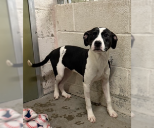 Mutt Dogs for adoption in Elmsford, NY, USA