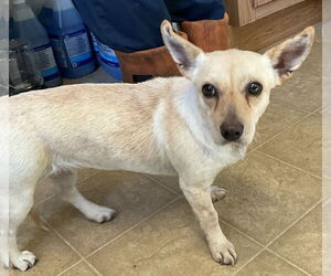 Dachshund-Unknown Mix Dogs for adoption in Newfoundland, PA, USA