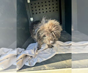 Shih-Poo Dogs for adoption in Camarillo, CA, USA