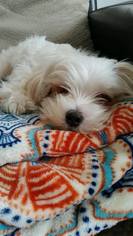 Medium Photo #1 Maltese-Unknown Mix Puppy For Sale in Spring, TX, USA