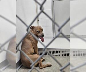 American Pit Bull Terrier Dogs for adoption in Temple, TX, USA
