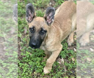 German Shepherd Dog-Unknown Mix Dogs for adoption in Mooresville, NC, USA