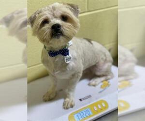Shih Apso Dogs for adoption in Forestville, MD, USA
