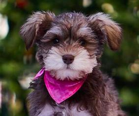 Medium Photo #1 Mutt Puppy For Sale in San Ramon, CA, USA
