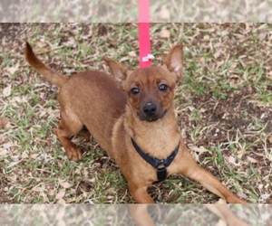 Chiweenie Dogs for adoption in Arlington, TX, USA