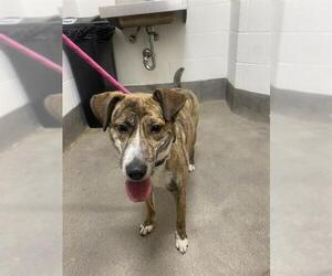 Plott Hound-Unknown Mix Dogs for adoption in Forestville, MD, USA