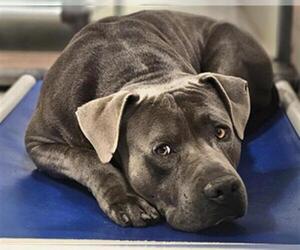 American Pit Bull Terrier Dogs for adoption in Bakersfield, CA, USA