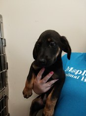 Mutt Dogs for adoption in Holland, MI, USA